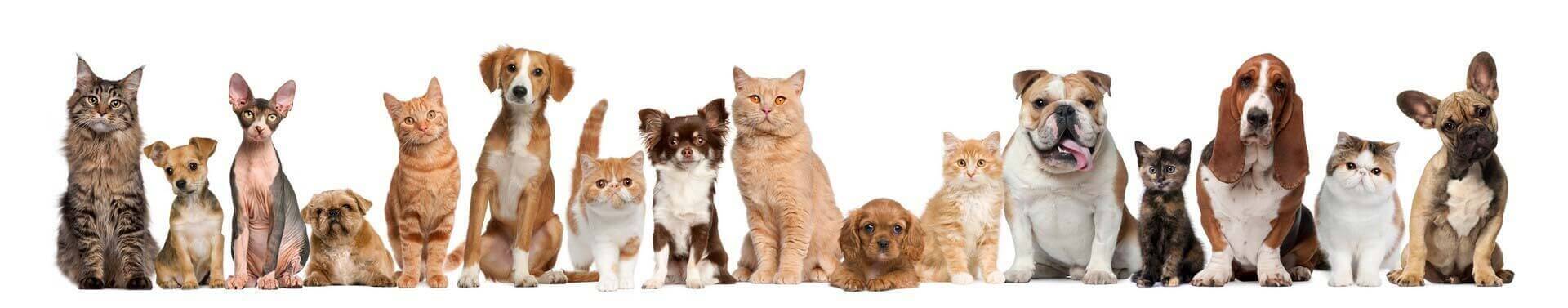 Pets Image