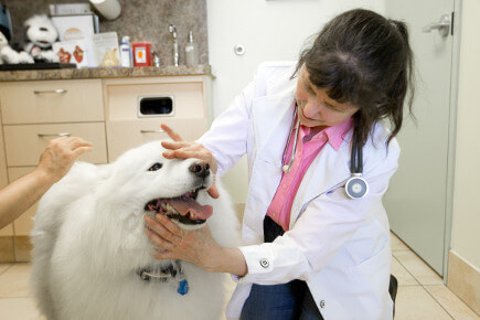 Veterinarian checking dog's mouth