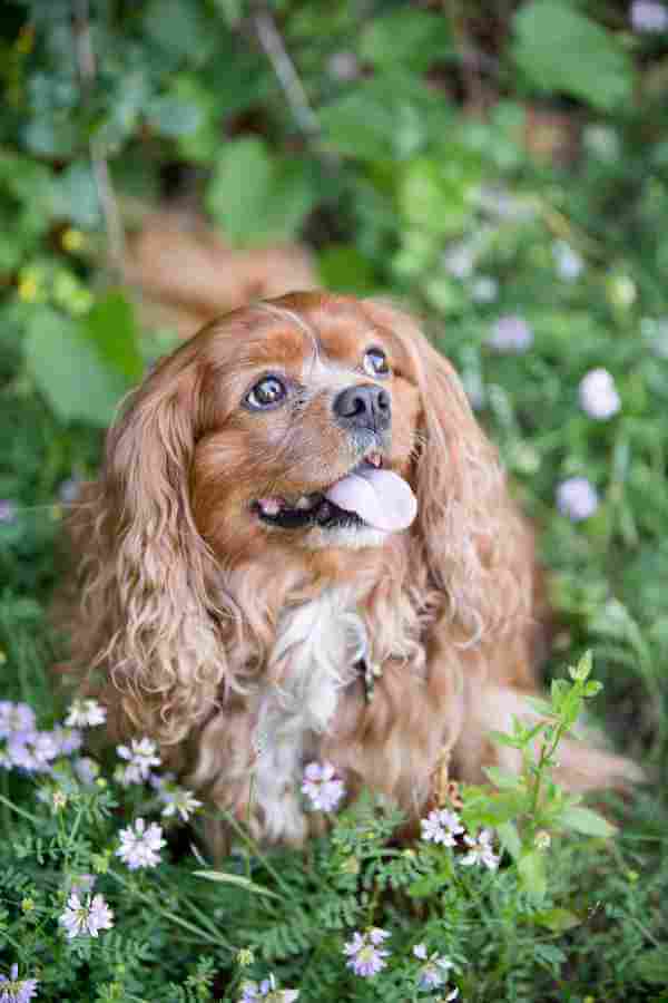 Smiling dog