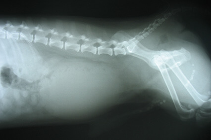 X-ray of dog