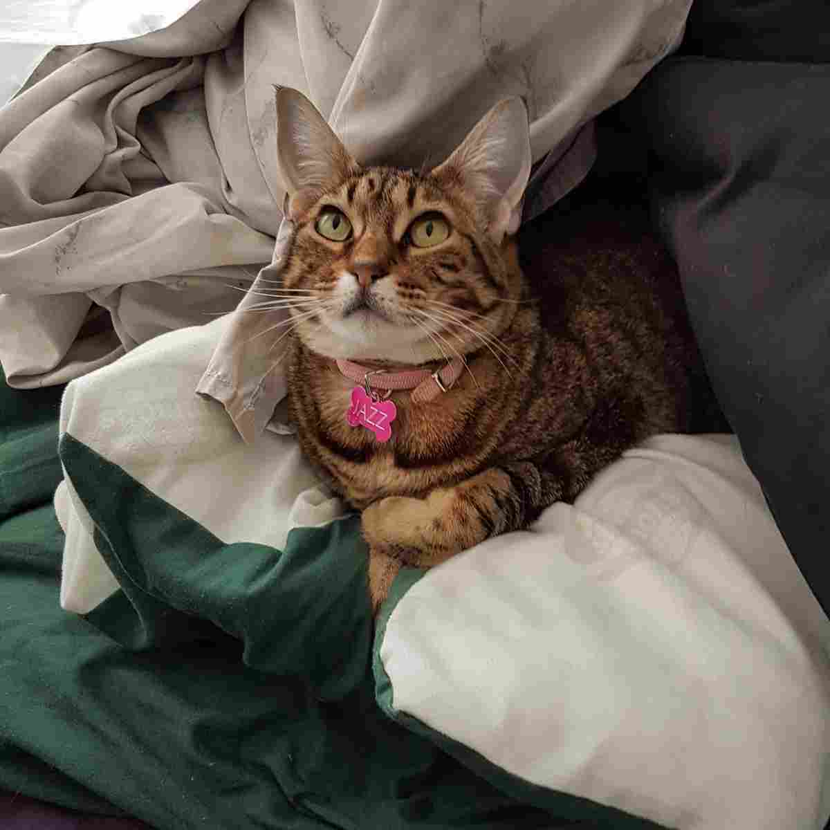 Playful cat looking up