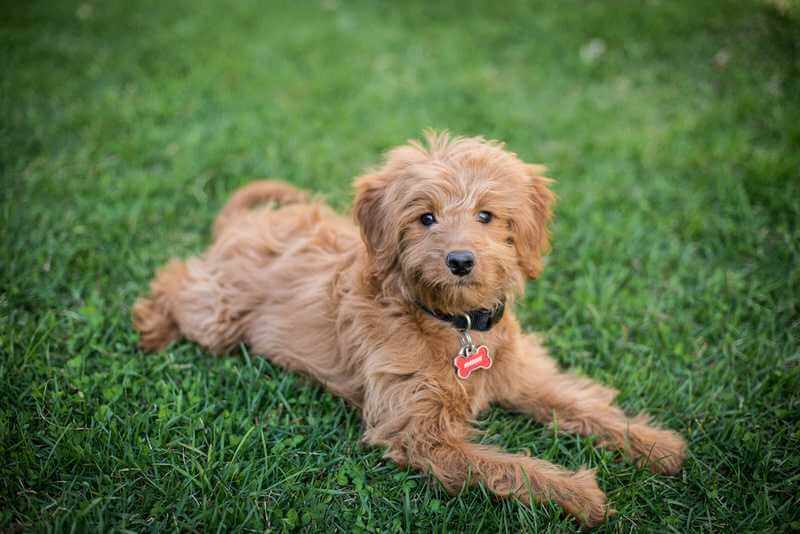 Happy dog