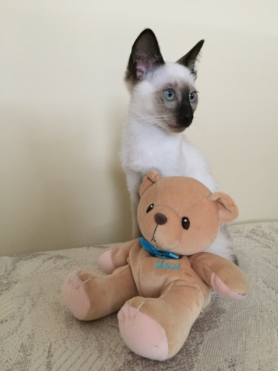 Happy cat