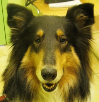 Katie the Dog
