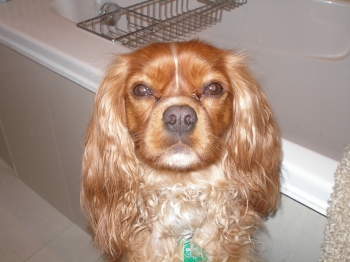 Ollie the Dog